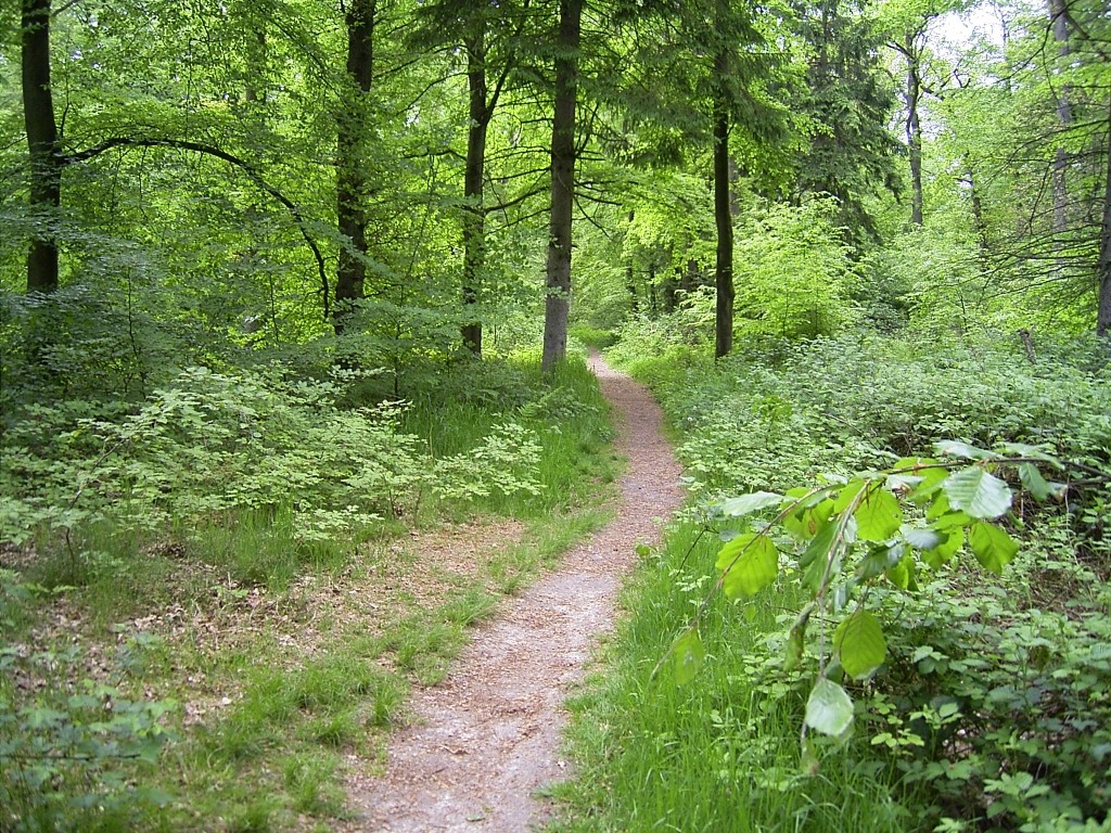 Wald Ihlow