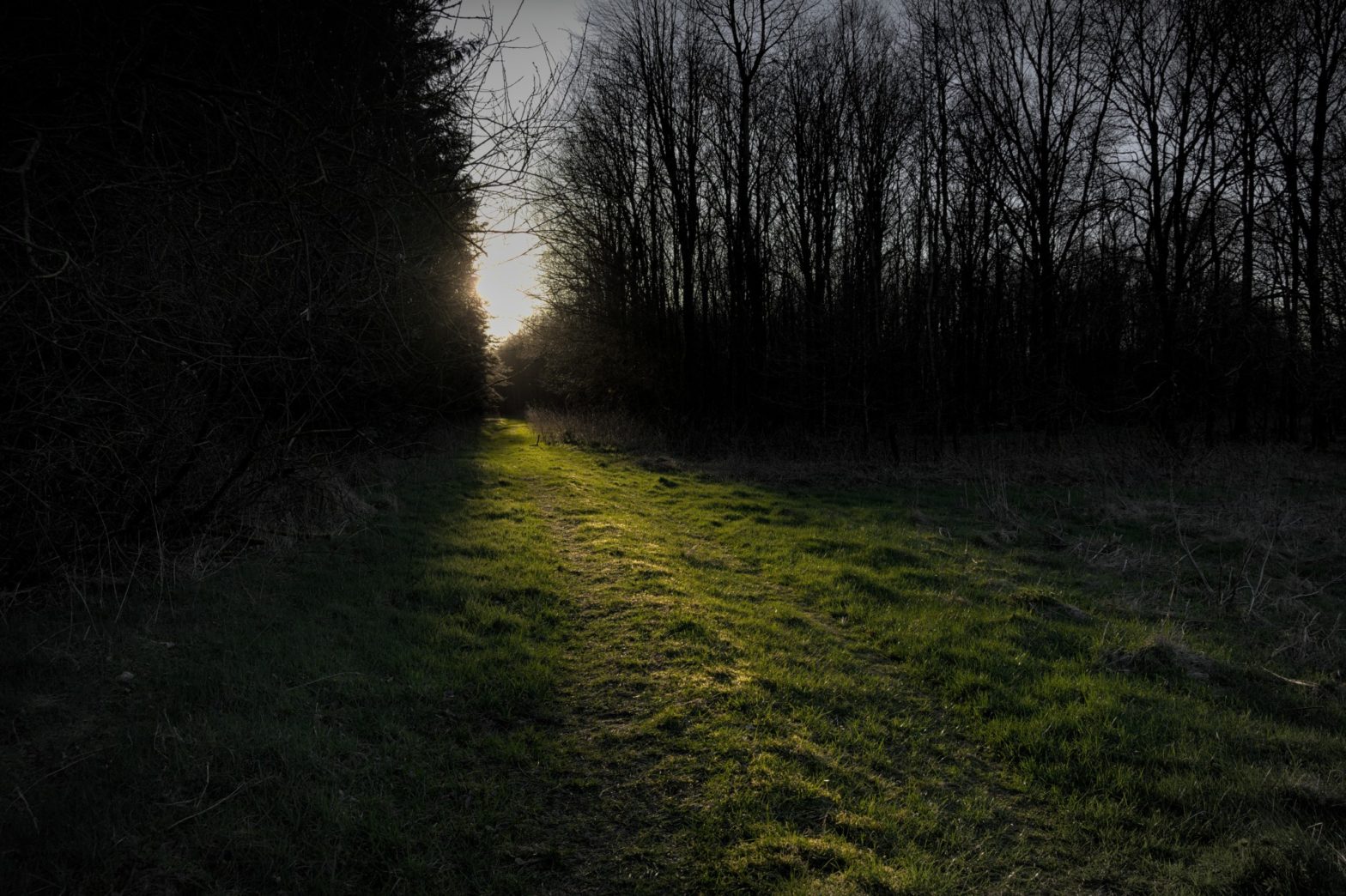 Königskeil – Wald und Moor