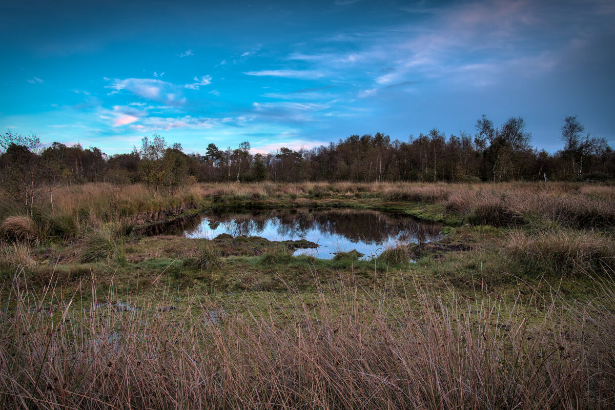 Im Osteregelser Moor bei Pfalzdorf