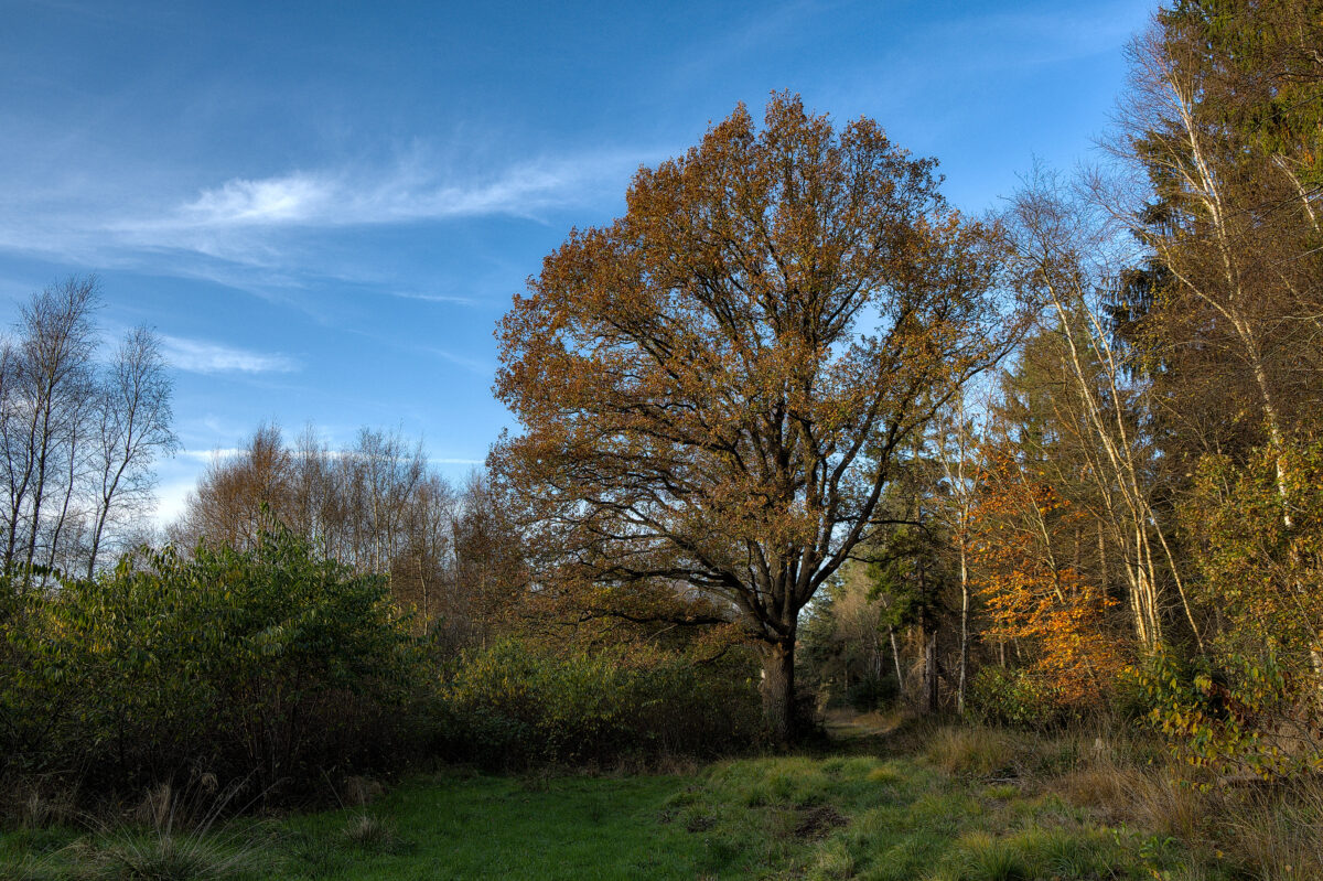 Der Hopelser Wald und die Ruine in Reepsholt