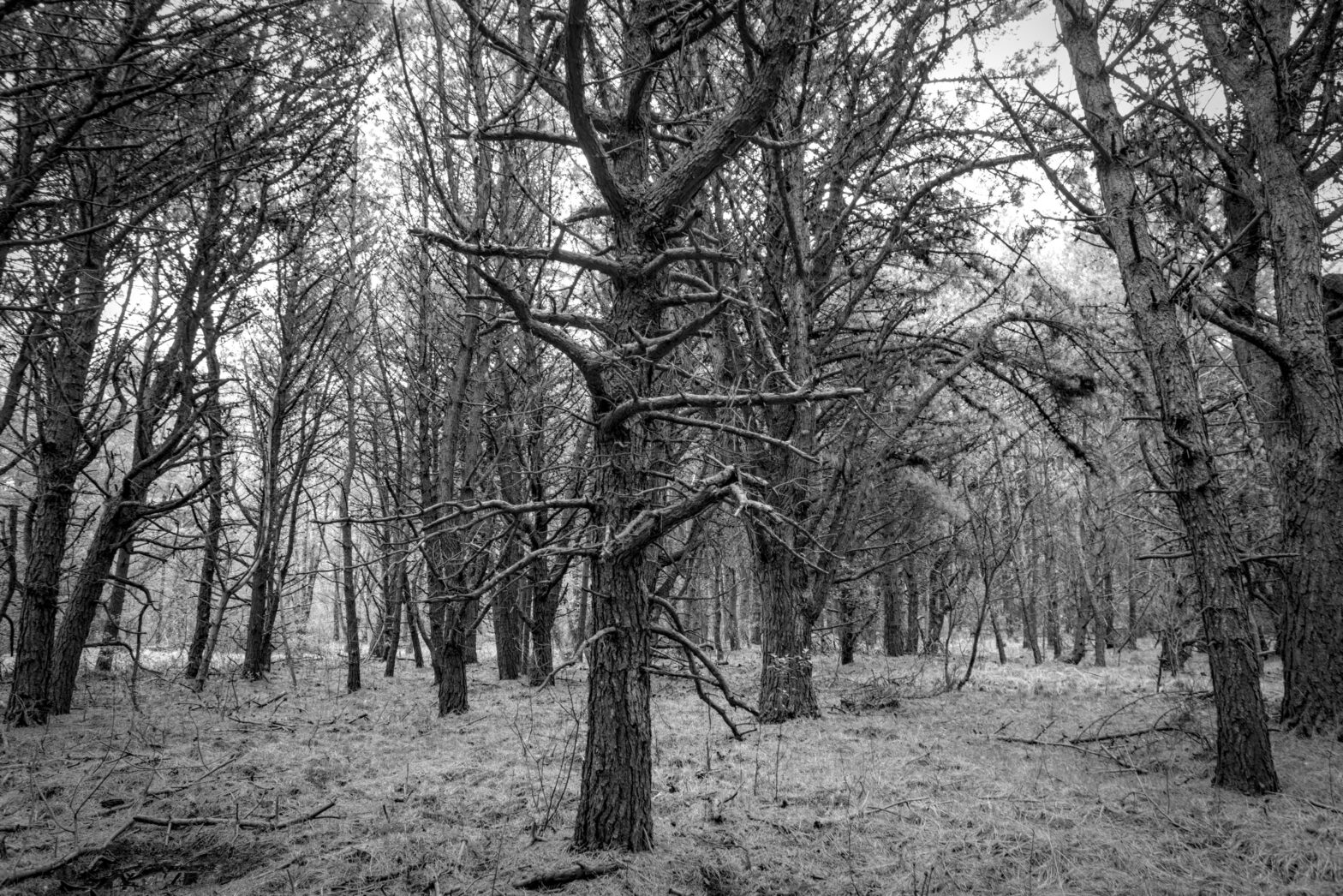 Collrunge – Hexen, Wald und Moor