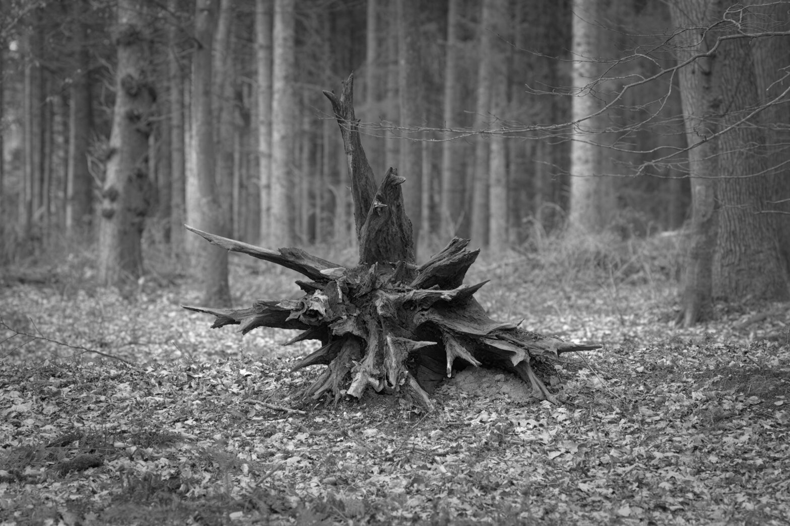 Auf der Suche nach dem “Alruuntje” im Logaer Wald